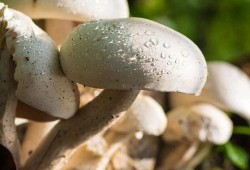 蘑菇视频吃瓜爆料网最新版,揭秘娱乐圈惊天大瓜！